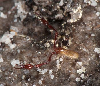 Media type: image;   Invertebrate Zoology 21577